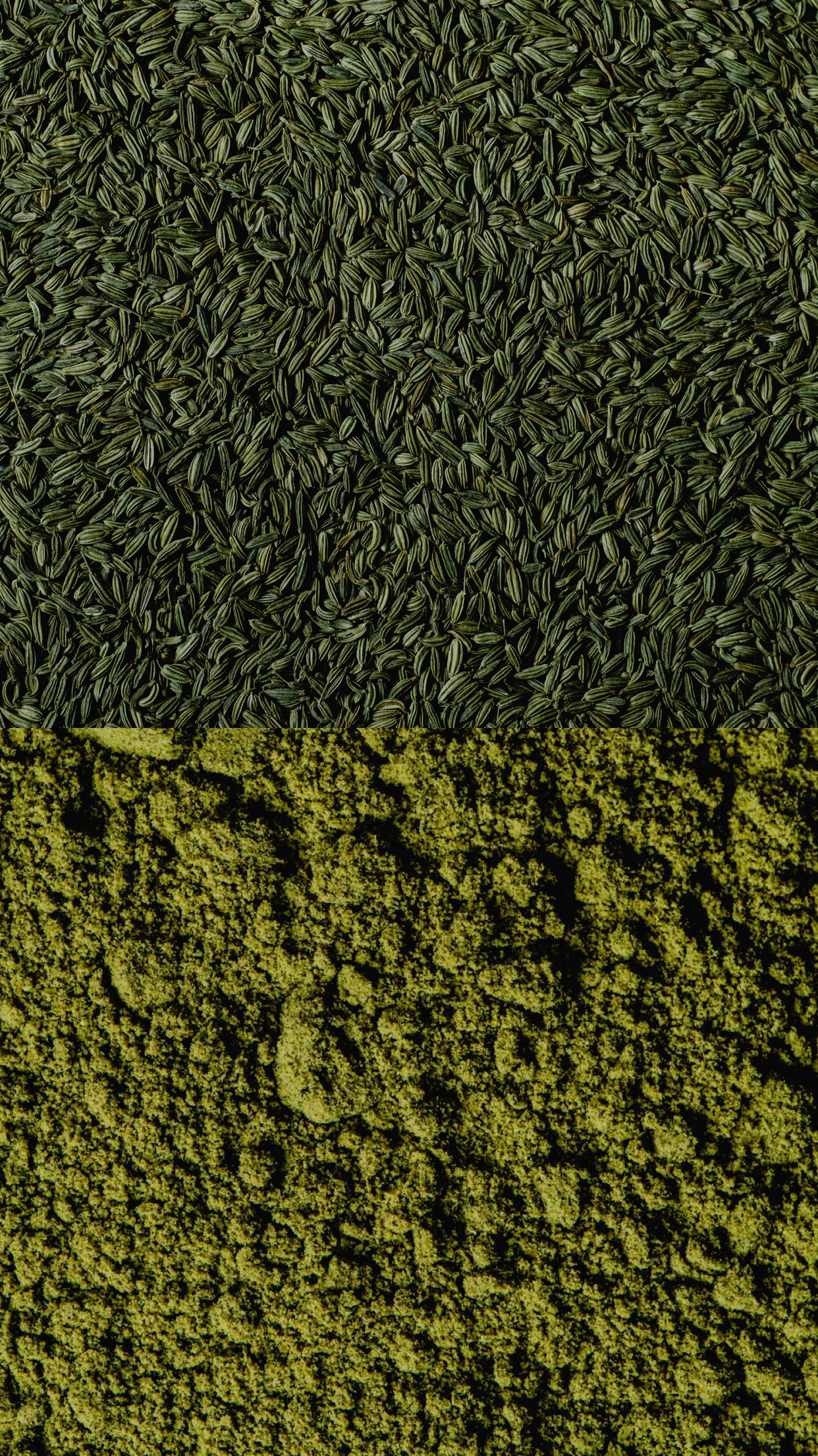 Fennel Image